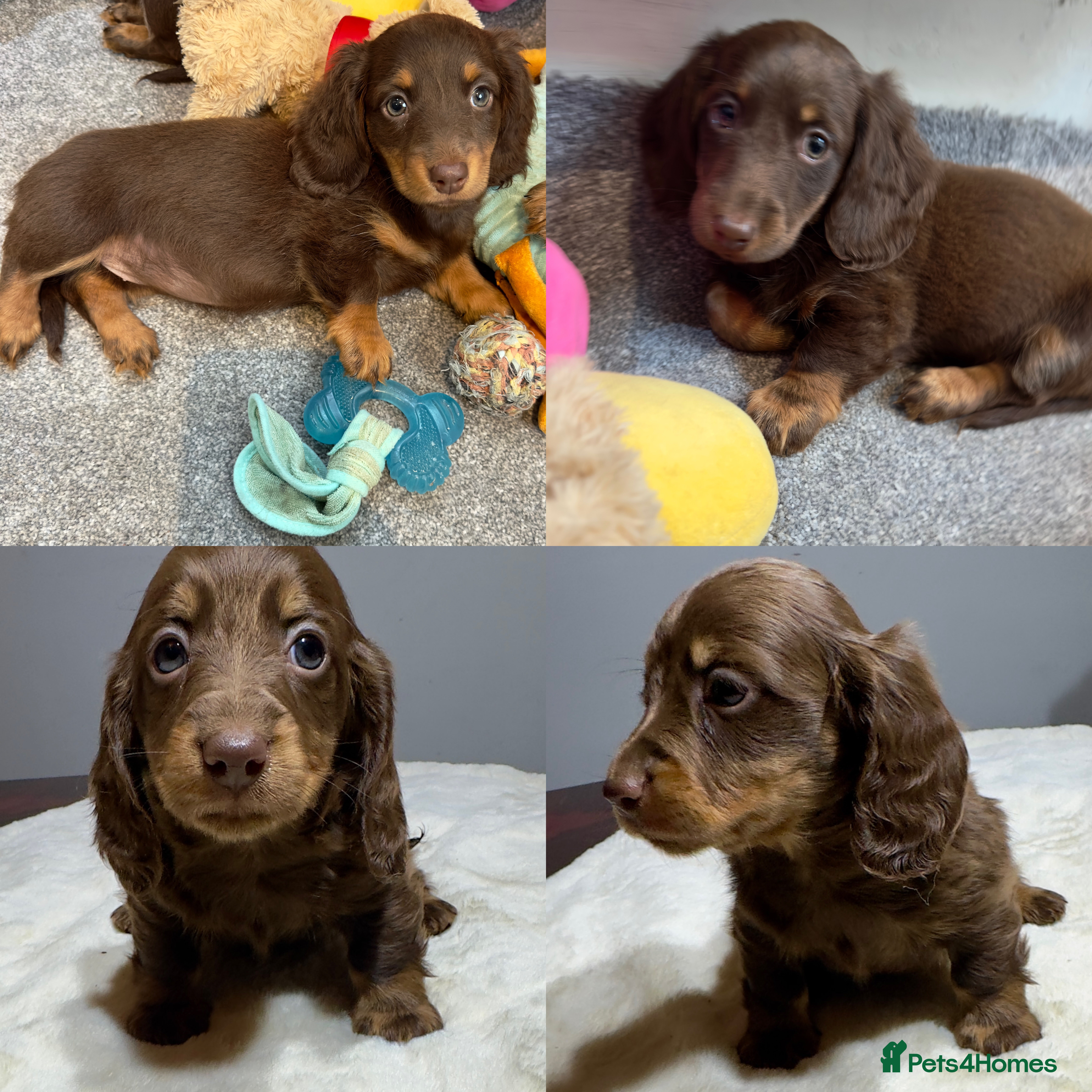 Miniature Dachshund dogs Long Hair Dachshund miniature Dapple  - Advert 18