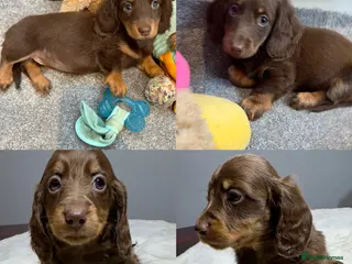 Miniature Dachshund dogs Long Hair Dachshund miniature Dapple - Advert 8