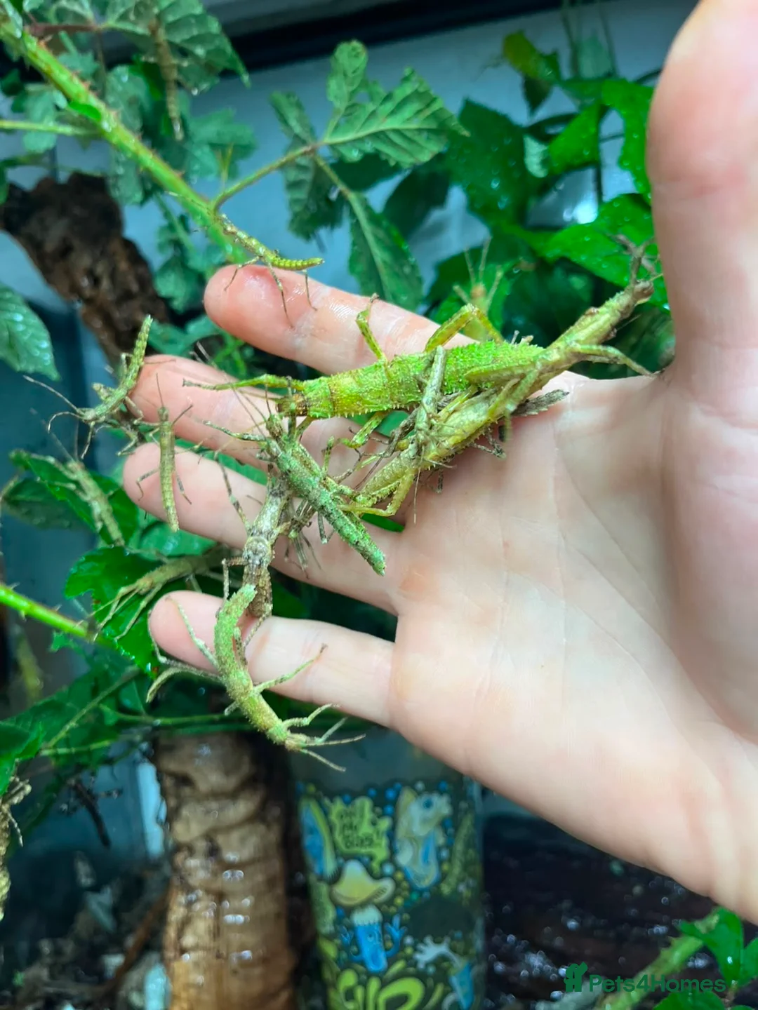 Stick Insects invertebrates for sale: Eurycantha calcarata  in Stockport - Advert 6