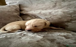 Mixed Breed dogs for sale: Beautiful litter of golden labradoodles - Image 23