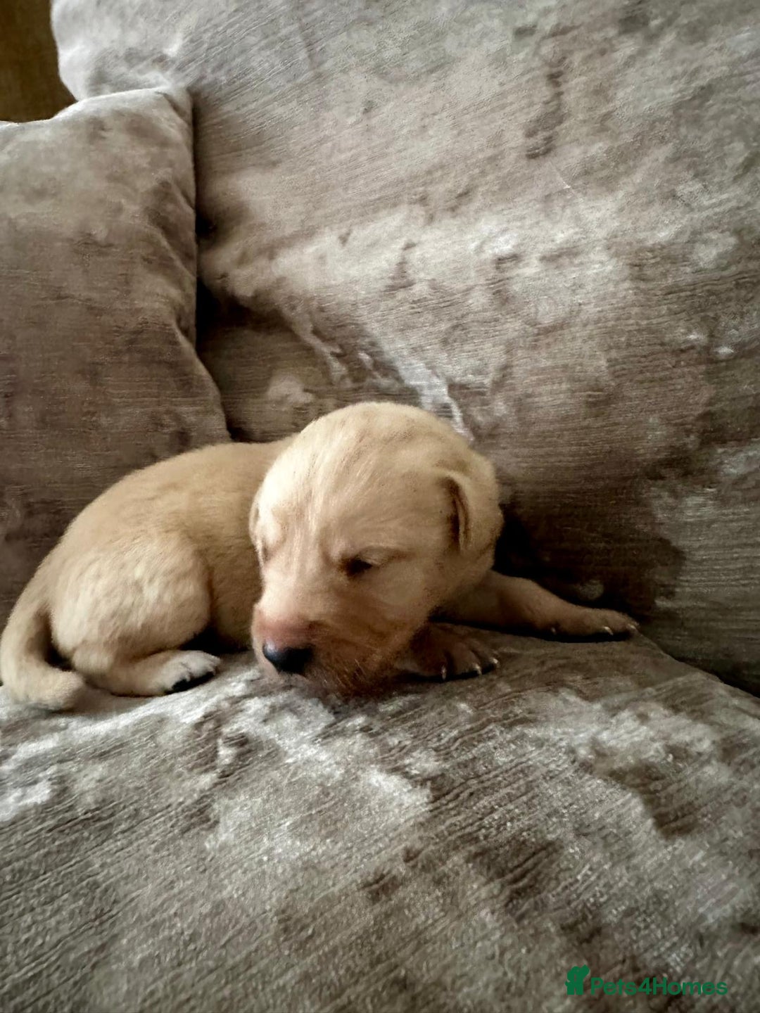 Mixed Breed dogs for sale: Beautiful litter of golden labradoodles - Image 23