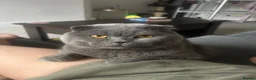 Scottish Fold cats for stud: FOLD AVAILABLE FOR STUD MANCHESTER THIS WEEK  - Advert 5