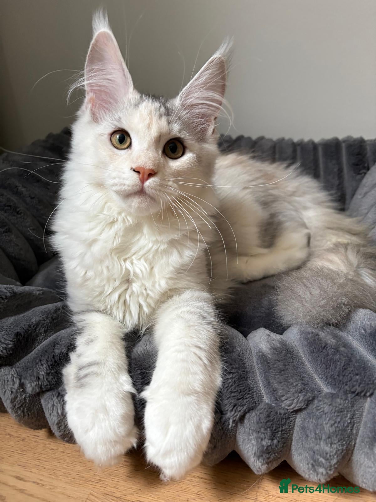 Maine Coon cats Our last kitten -TICA registered! - Advert 4