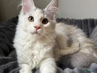 Maine Coon cats Our last kitten -TICA registered! - Advert 2