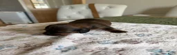 Dachshund dogs for sale: Standard kc Dachshund puppys  in Halifax - Advert 21