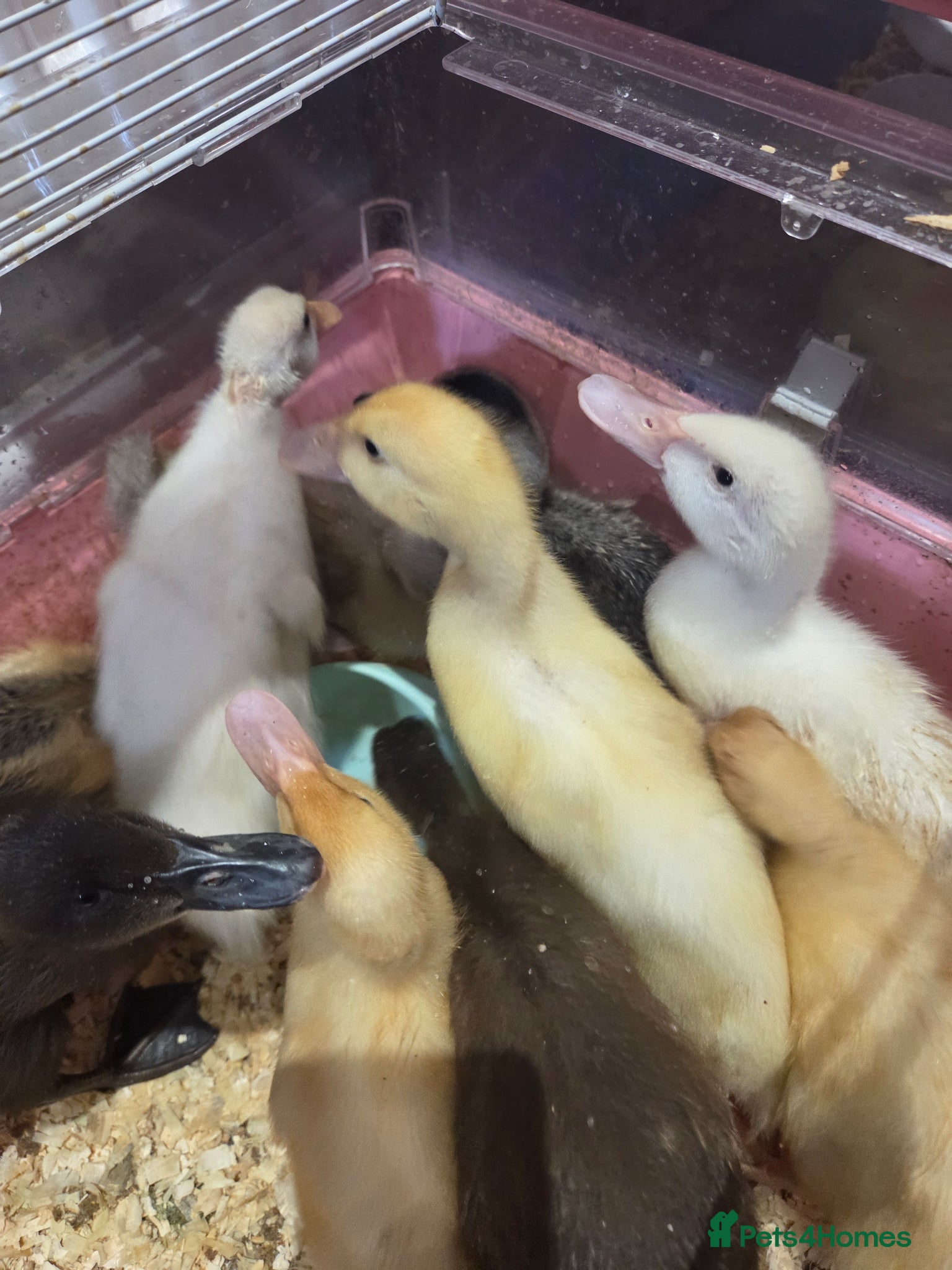 Ducks poultry Gorgeous unsexed ducklings - Advert 14