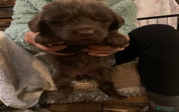 Newfoundland dogs for sale: ✨ Stunning Chocolate Newfoundland Puppies ✨ - Image 16