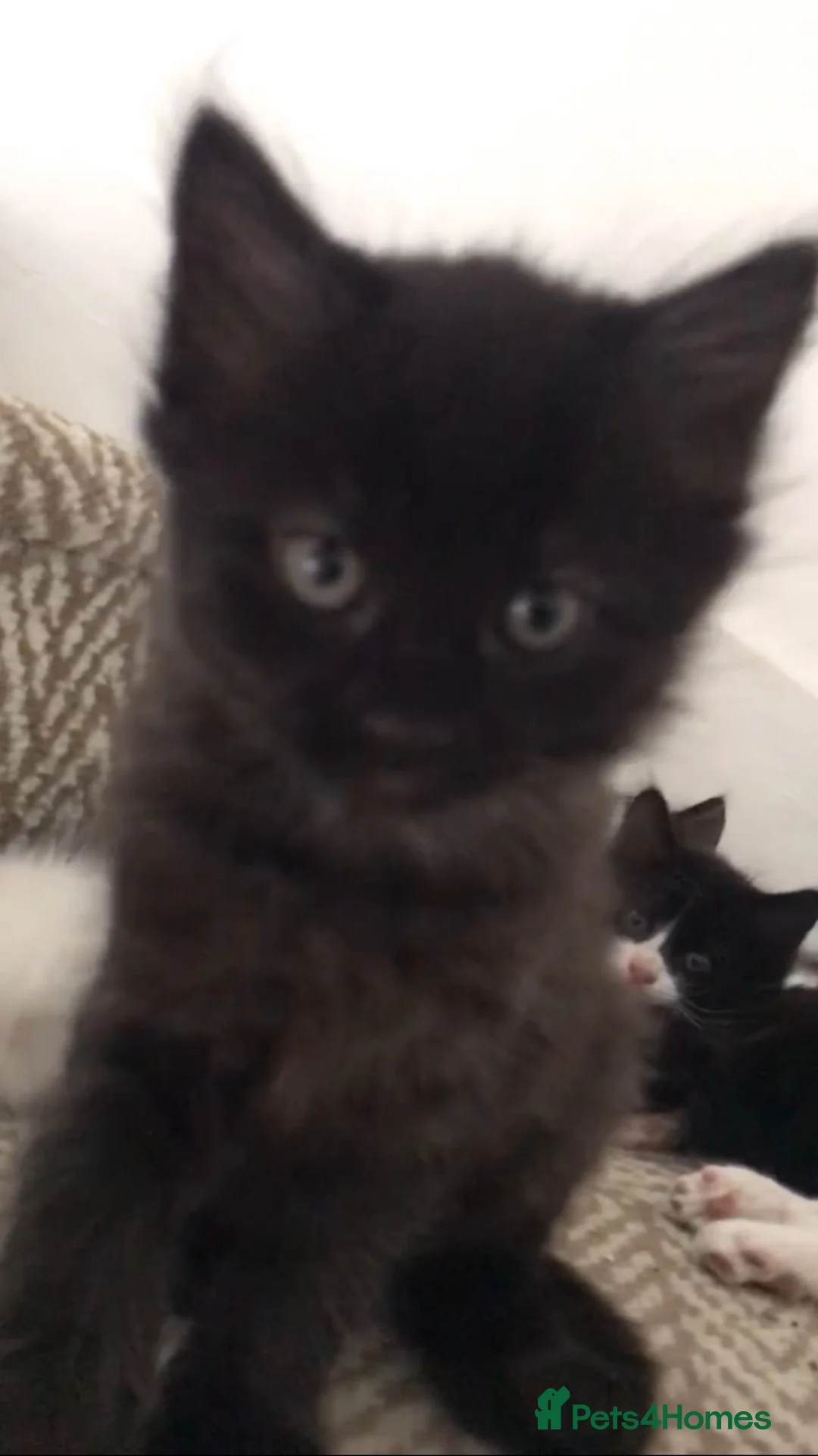 Mixed Breed cats for sale: Ragdoll X Kittens! £100-£160 - Advert 26