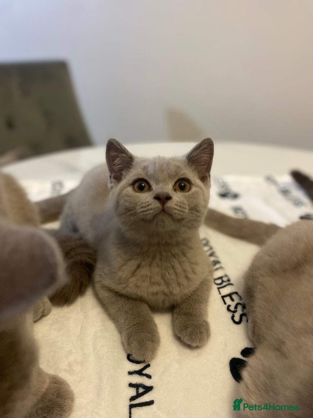 British Shorthair cats for sale: 🐾 TOP QUALLITY LILAC BSH reg GCCF purebred 🐾 - Image 2