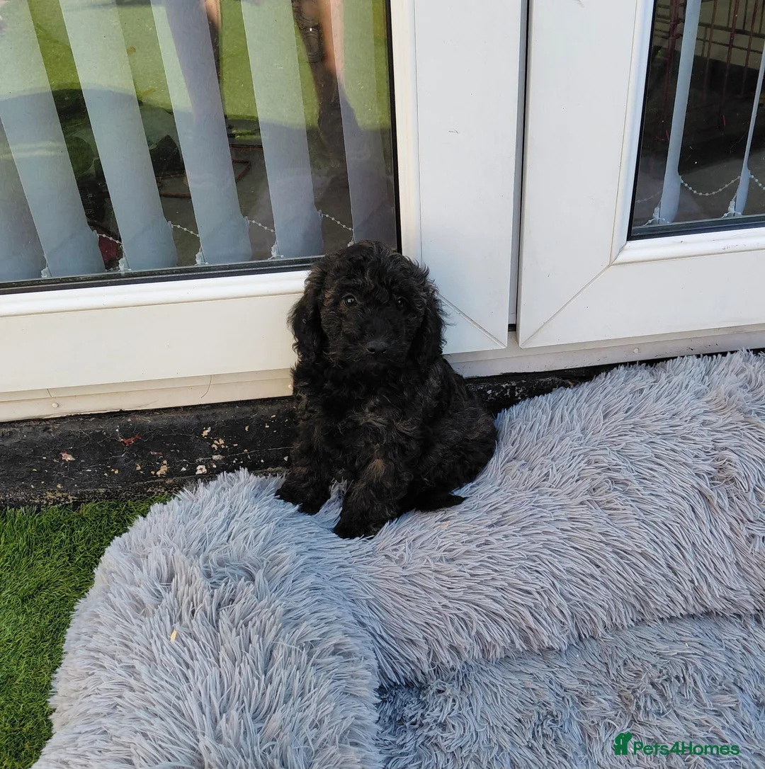 Maltipoo dogs for sale: CHOCOLATE & TAN MALTIPOO - Advert 2