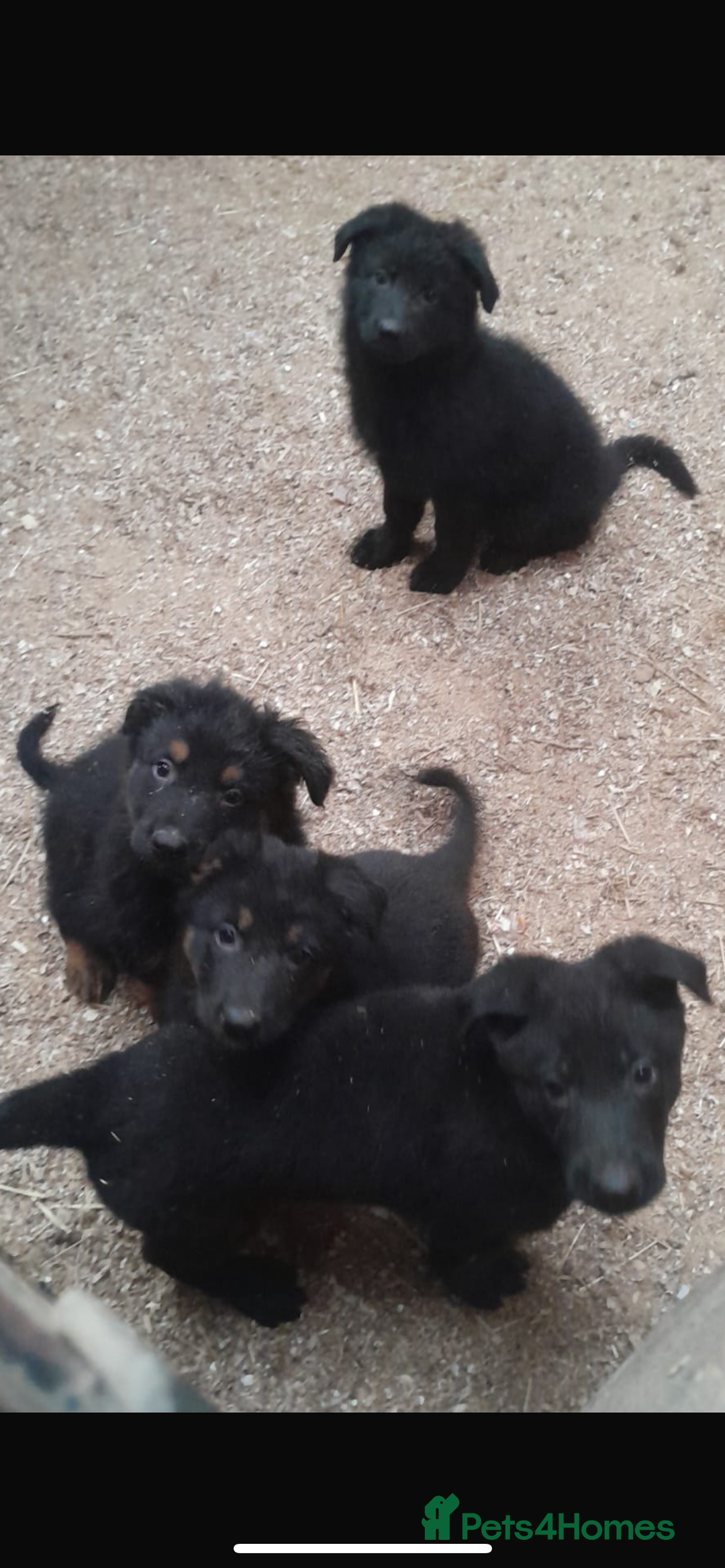 German Shepherd dogs for sale: Beautiful big German shepherd pups - Image 7