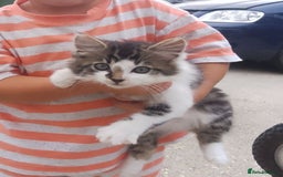 Mixed Breed cats for sale: Kittens - Image 2