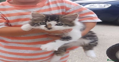 Mixed Breed cats - Advert 14
