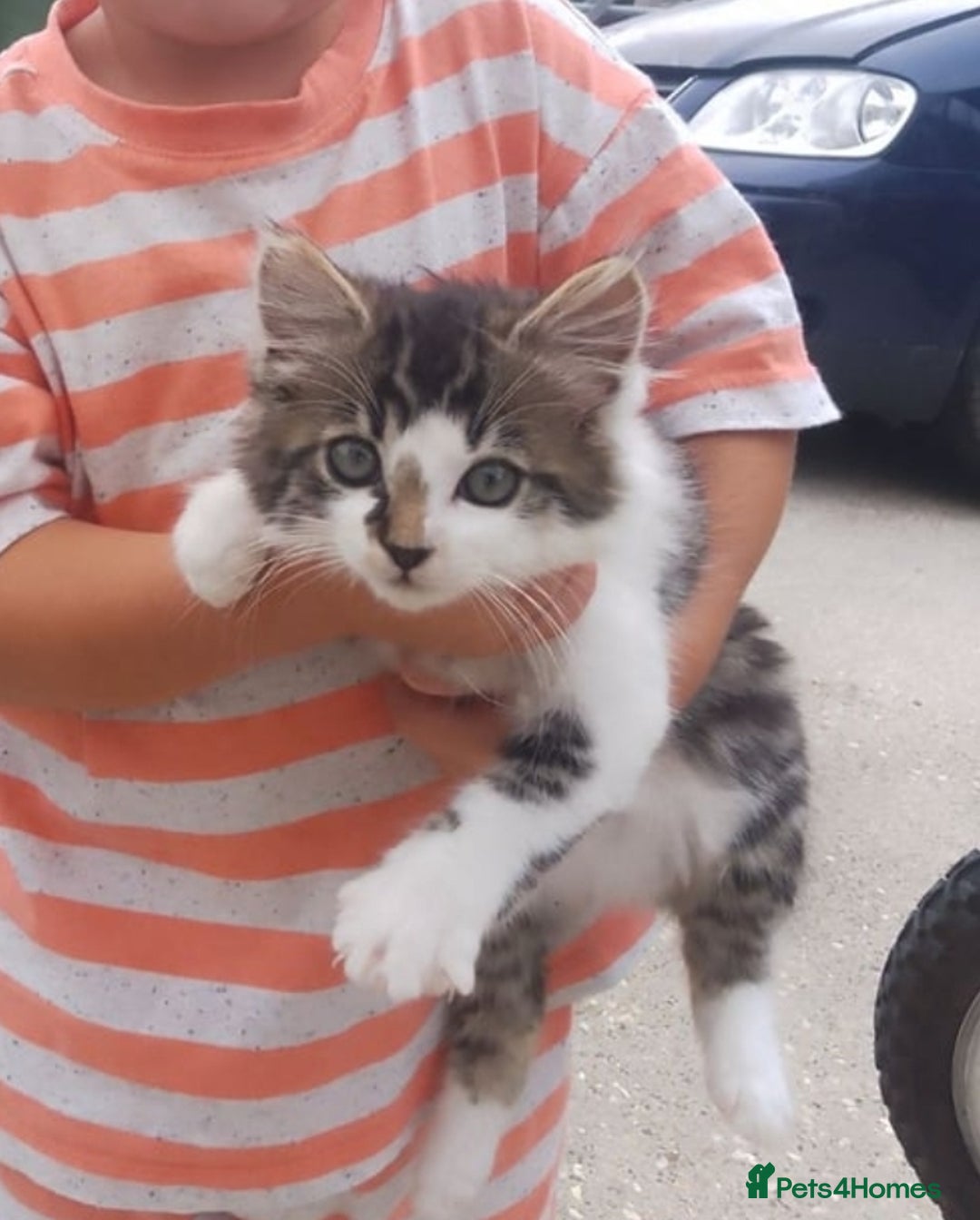 Mixed Breed cats for sale: Kittens - Image 2