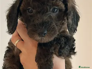 Miniature Poodle dogs Beautiful Merle Miniature Poodles - Advert 8