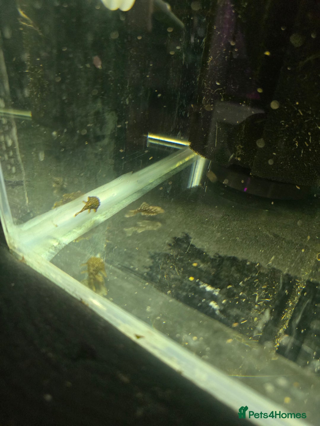 Plecos fish for sale: bristlenose plecos - Advert 2