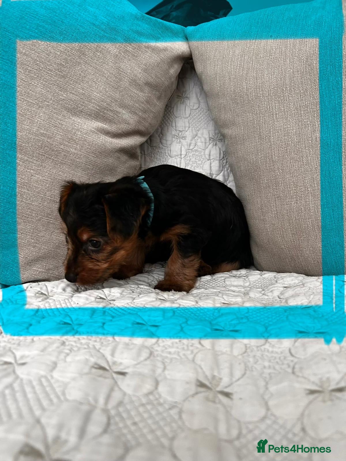 Yorkshire Terrier dogs Yorkshire terrier  - Advert 13