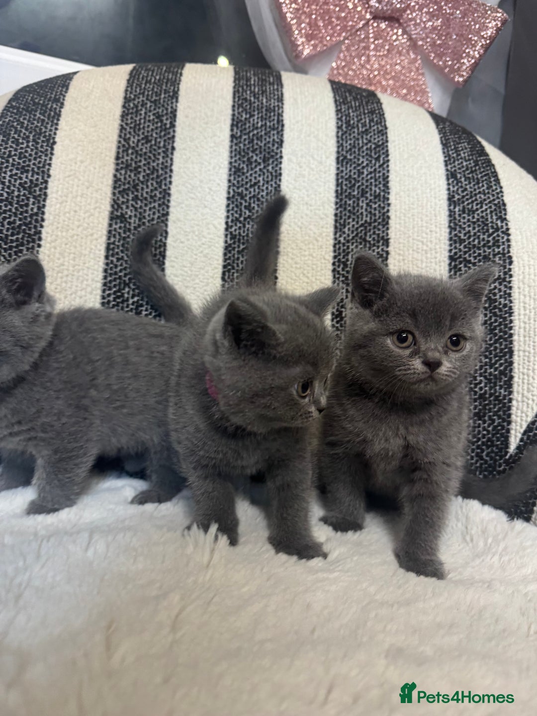 British Shorthair cats for sale: 💕British Shorthair Blue Kittens💕 - Advert 23