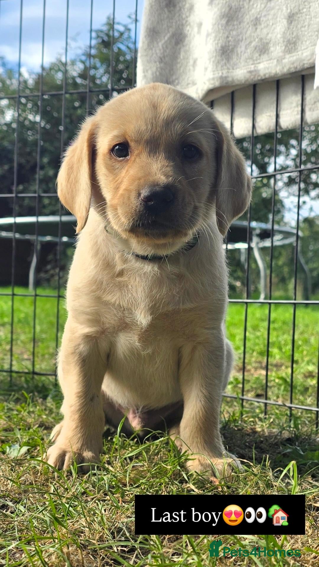 Labrador Retriever dogs LAST BOY ! Gorgeous labrador puppies for sale  - Advert 11