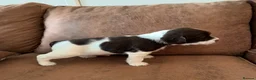 English Springer Spaniel dogs for sale: Outstanding KC Health Tested Springer Spaniel - Advert 10