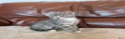 Mixed Breed cats for sale: Beautiful kittens  - Advert 5