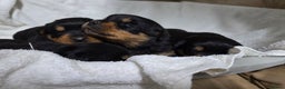 Rottweiler dogs for sale: Chunky, Strong, Loyal & Pure Rottweiler Puppies - Advert 5