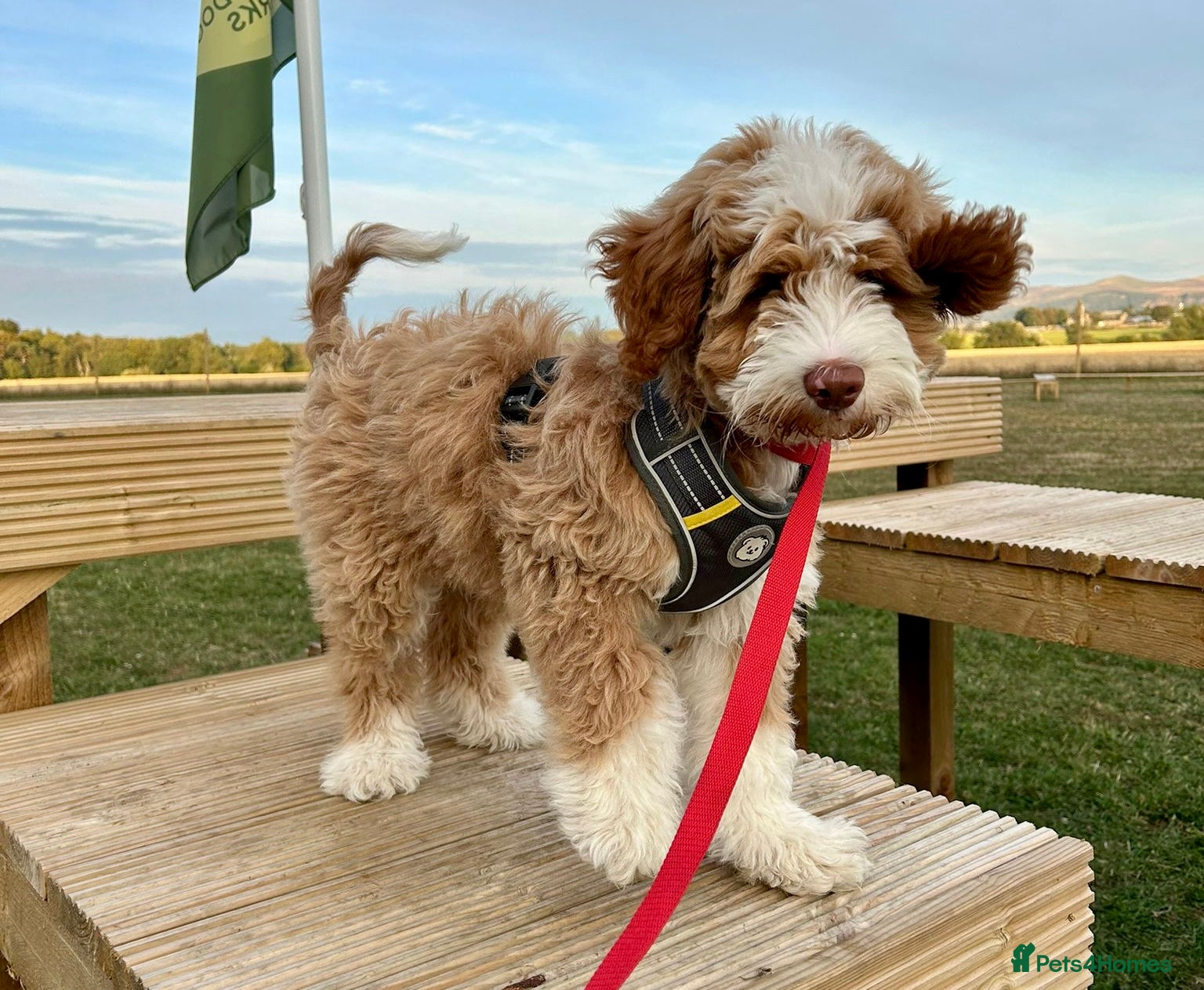 Australian Labradoodle dogs Australian Labradoodle Pups - Advert 1
