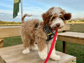Australian Labradoodle dogs Australian Labradoodle Pups - Advert 1