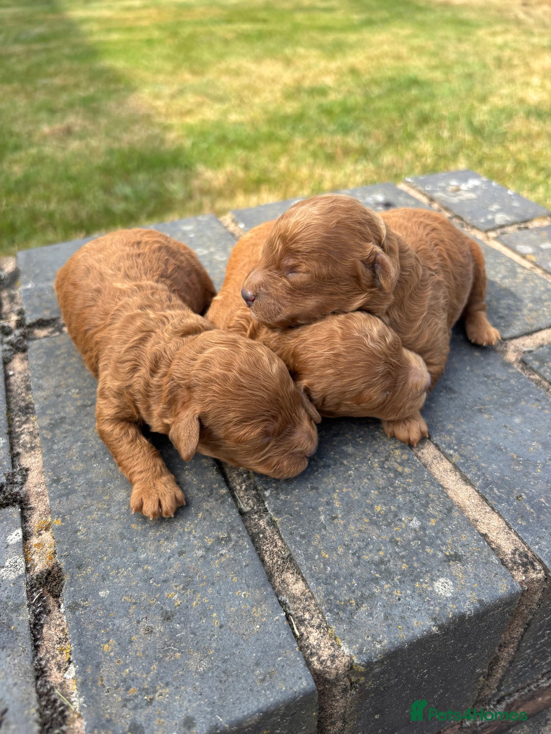 Miniature Poodle dogs for sale: Stunning KC Registered Tiny Red Miniature Poodles - Image 11