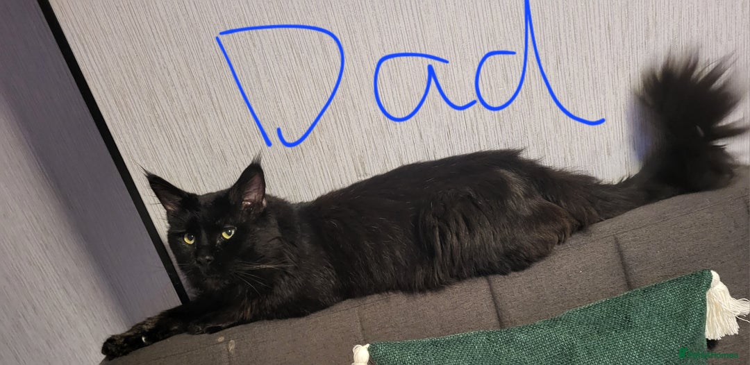 Maine Coon cats for sale: Beautiful Maine coon kittens - Advert 4