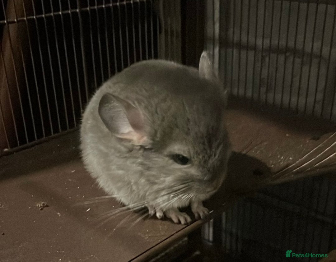 Chinchilla rodents for sale: Chinchilla- Blue Diamond - Advert 1