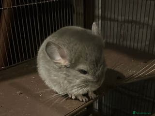 Chinchilla rodents Chinchilla- Blue Diamond - Advert 3