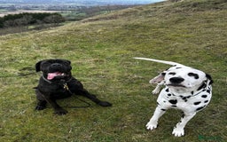 Mixed Breed dogs for sale: Coco beautiful girl - Image 4