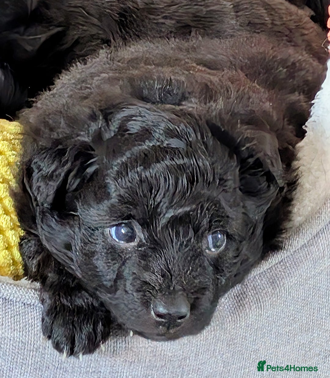 Pomapoo dogs for sale: Pomanauzepoo - Advert 16