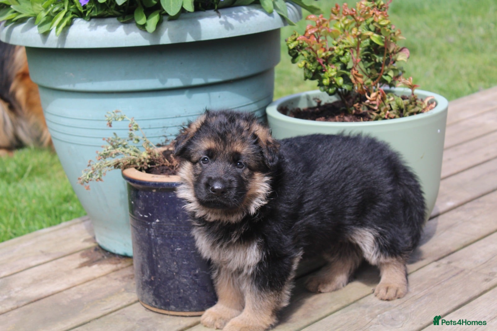German Shepherd dogs Outstanding KC Registered German Shepherd Puppies - Advert 2