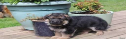 German Shepherd dogs for sale: Outstanding KC Registered German Shepherd Puppies - Advert 11