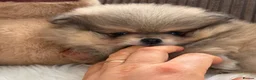 Pomeranian dogs for sale: Four small cute pups  - Advert 14