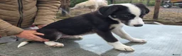 Border Collie dogs for sale: 3 stunning border collie pups - Advert 5