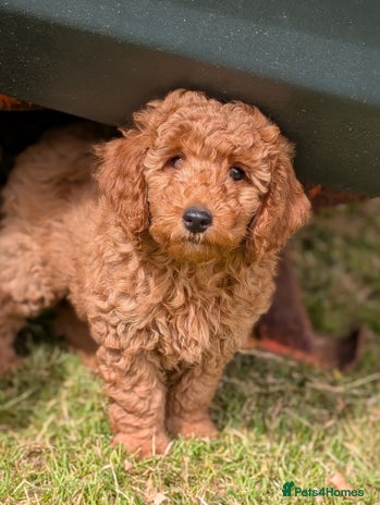 Cockapoo dogs in Malpas - Advert 2