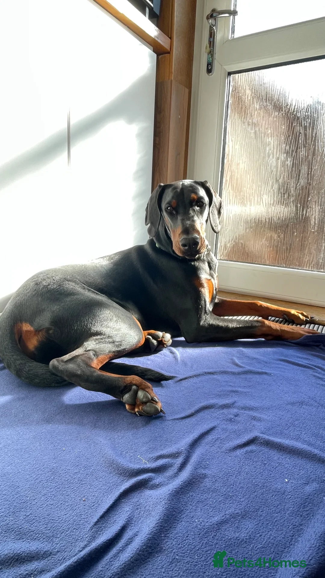 Dobermann dogs for sale: Finding the Perfect Forever Home for Arya - Advert 2
