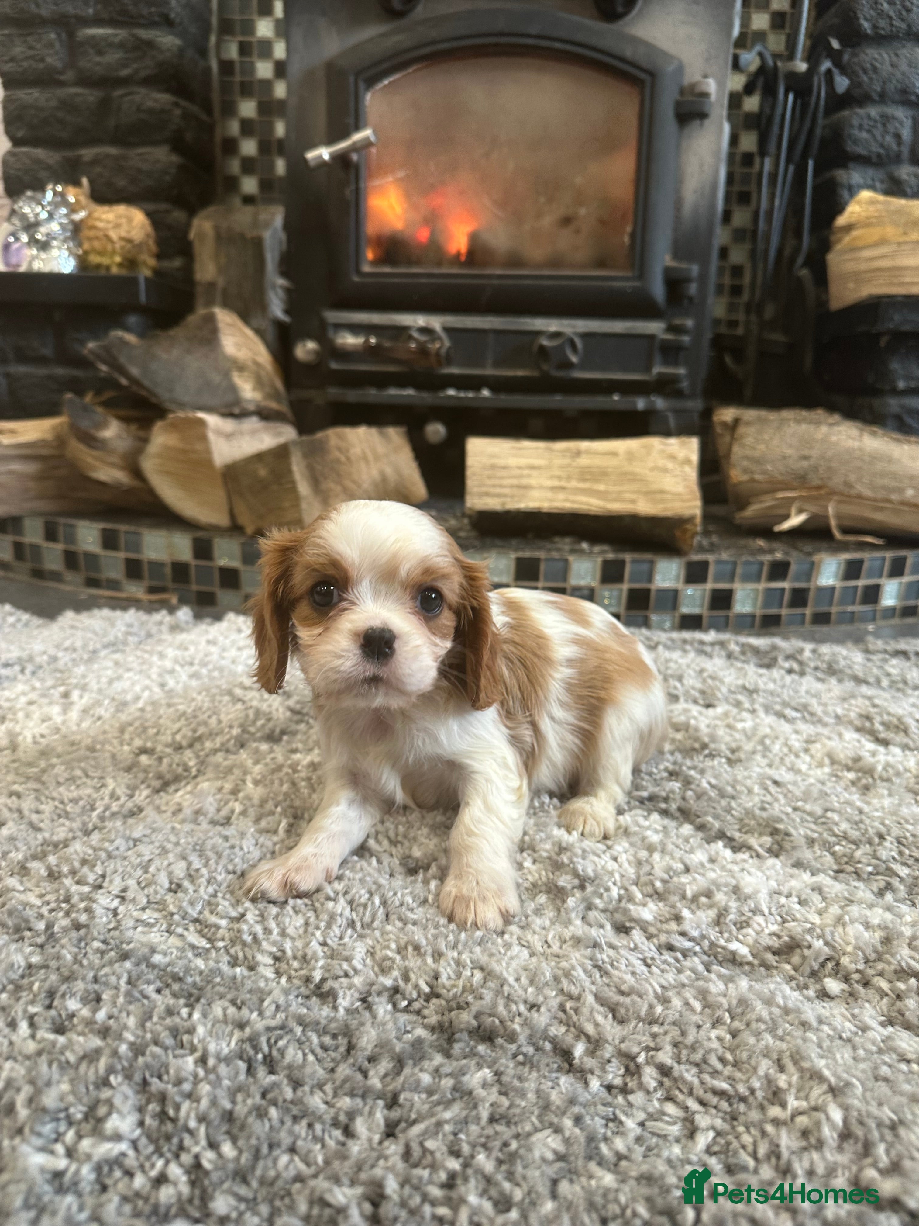 Cavalier King Charles Spaniel dogs ** DNA CLEAR 🧬 KC REGISTERED CAVALIER PUPPIES ** - Advert 2