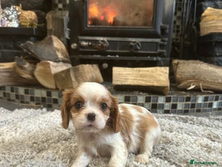 Cavalier King Charles Spaniel dogs ** DNA CLEAR 🧬 KC REGISTERED CAVALIER PUPPIES ** - Advert 2