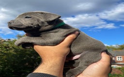 Staffordshire Bull Terrier dogs for sale: STUNNING CHAMPION BRED LITTER - Image 4