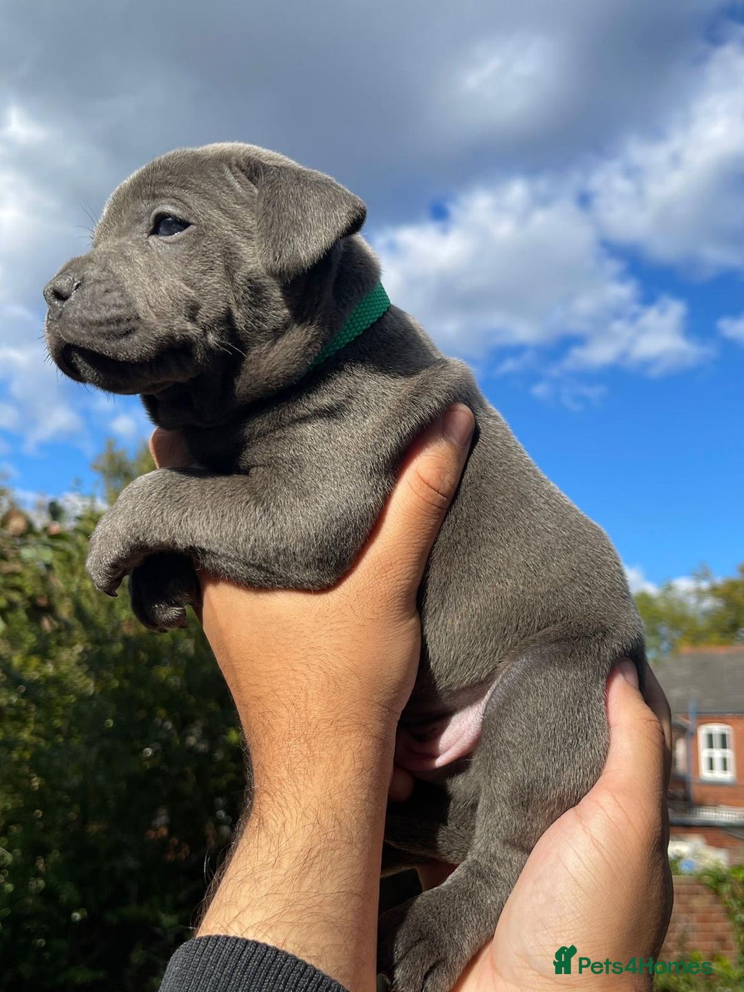 Staffordshire Bull Terrier dogs for sale: STUNNING CHAMPION BRED LITTER - Image 4