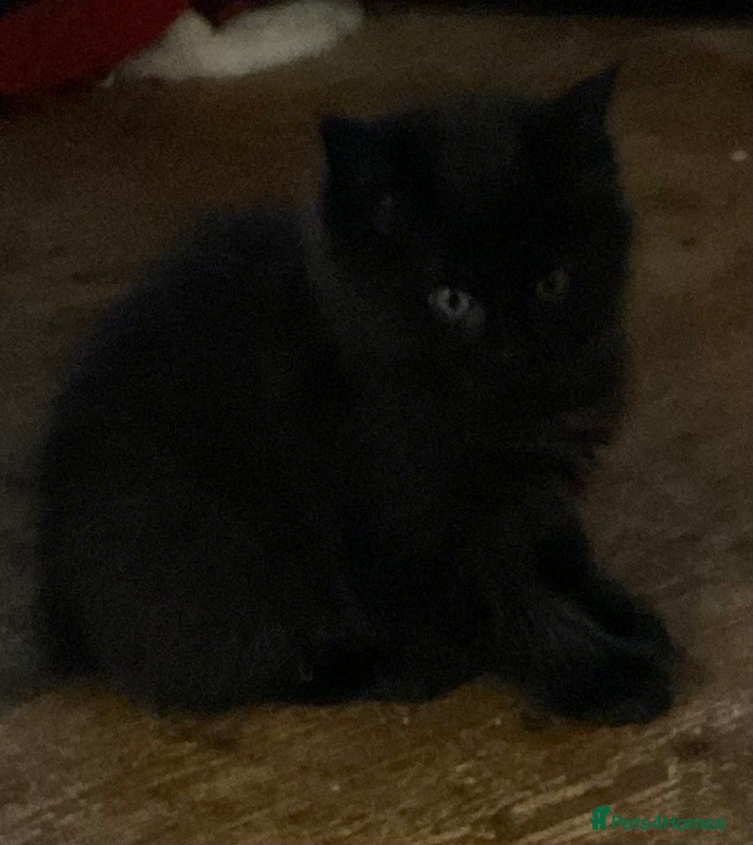 Maine Coon cats for sale: Maine coon x Raggamuffins  - Advert 7