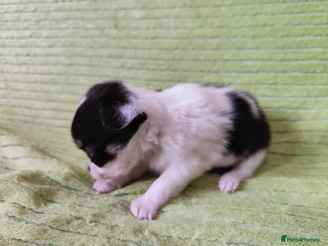 Chihuahua dogs for sale: Amazing Quality Long Coat Chihuahua puppies - Image 20