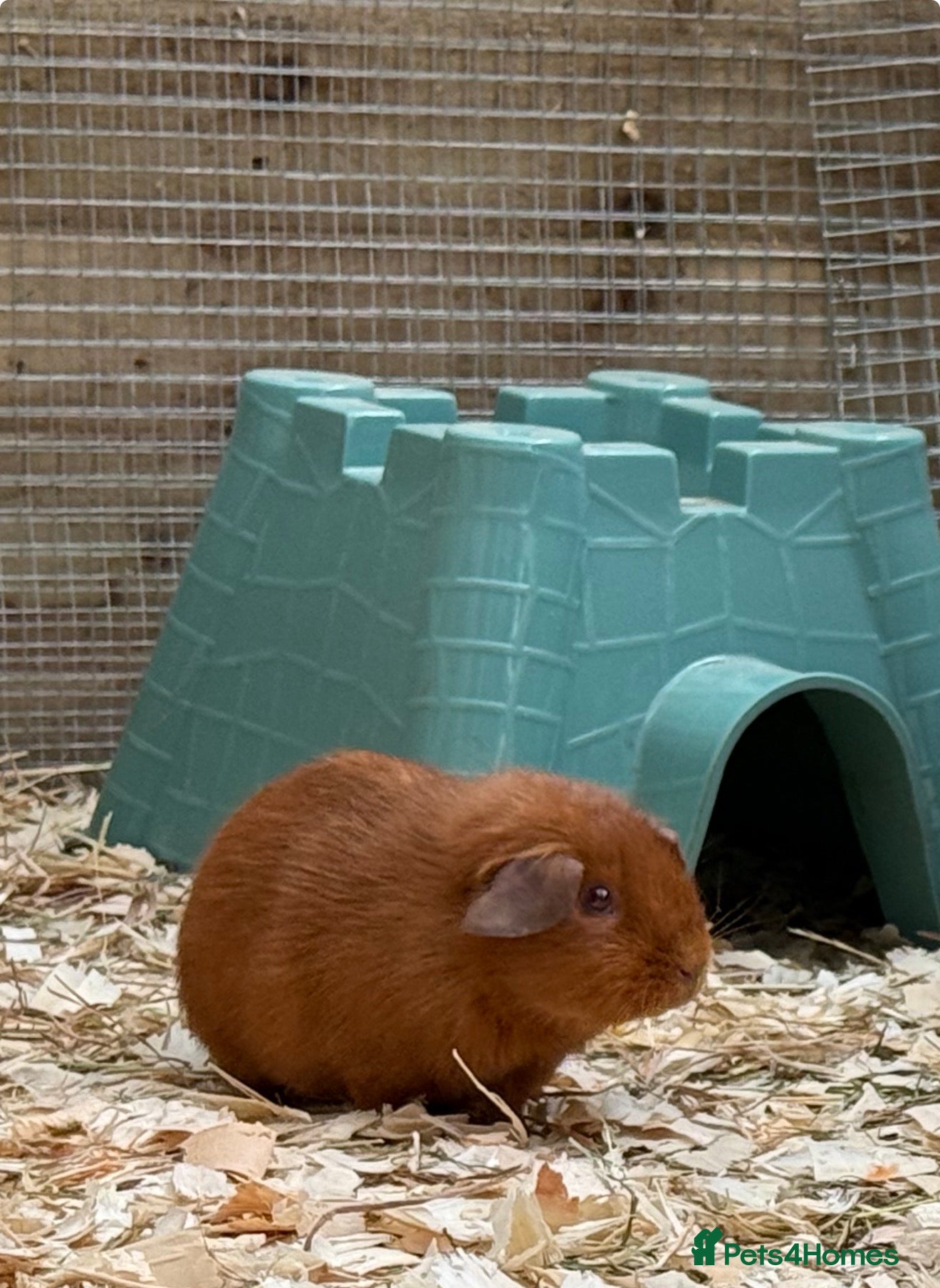 Guinea Pig rodents Guinea pigs available - Advert 8