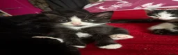 Mixed Breed cats for sale: Mixed breed kittens  - Advert 3