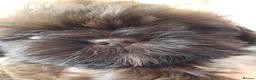 Shih Tzu dogs for sale: Boy shihtzu  in Wakefield - Advert 8