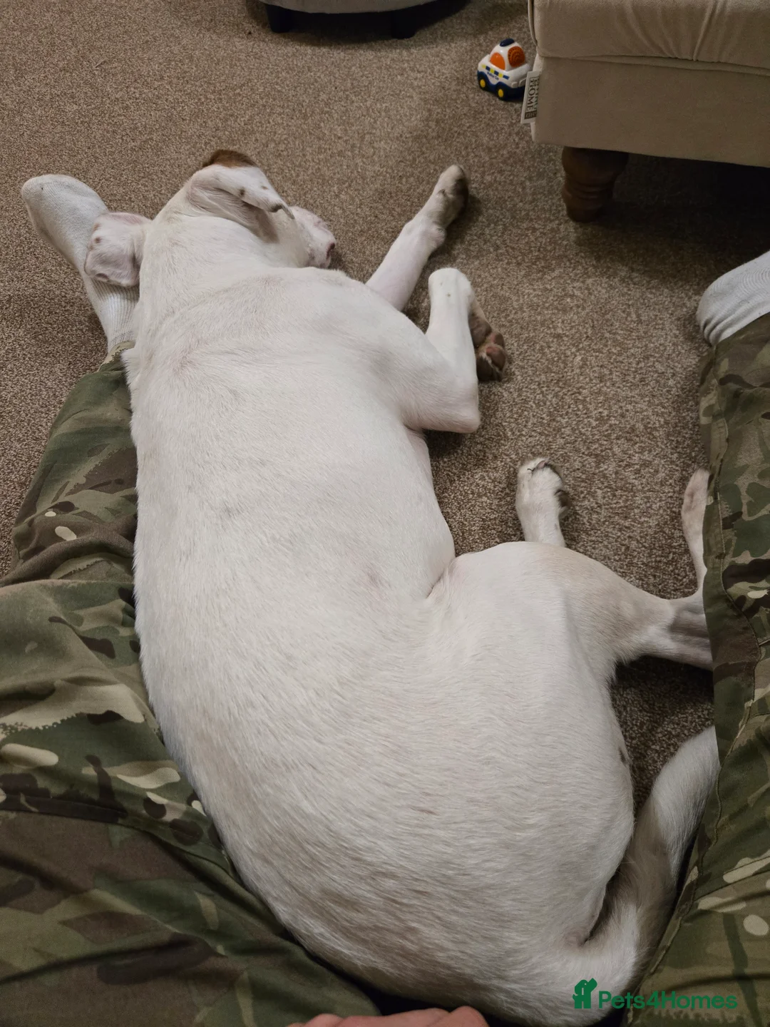 Mixed Breed dogs for sale: Staffy mixed breed - Advert 4